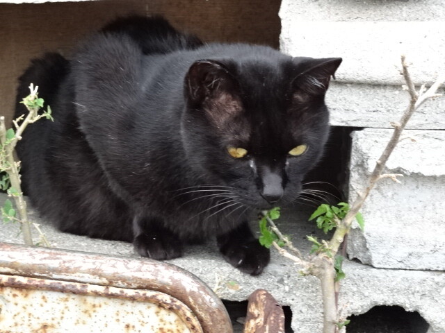 志々島の猫 (1)