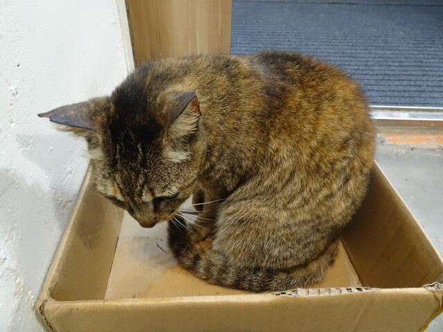 サクラ耳なので地域猫かな