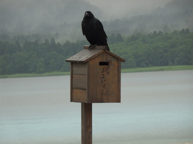 カラスが