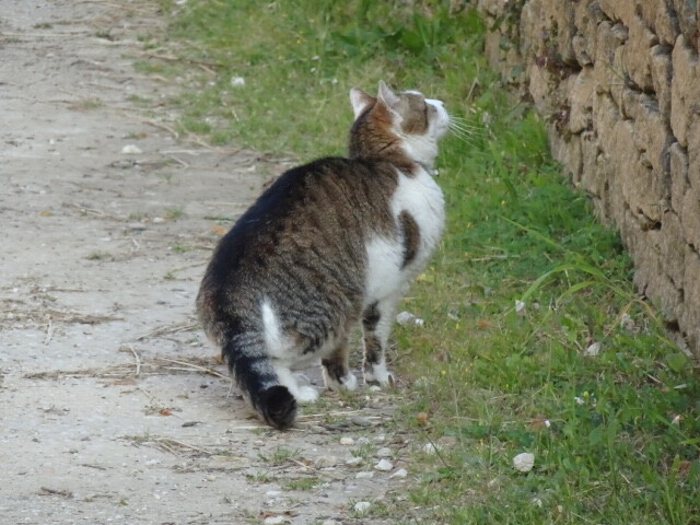 ホテルの猫 (4)