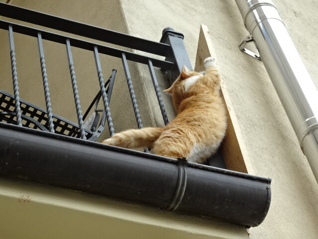 モラーノカラブロの猫 (4)