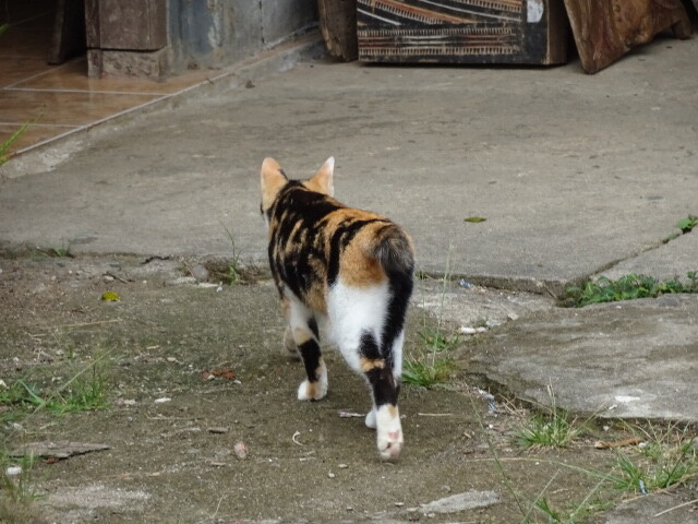 レモ村の猫 (1)