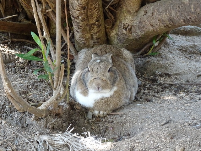 ウサギ寝てます