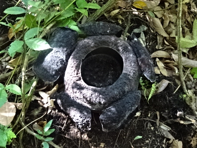 10日目
