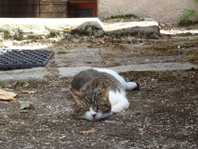 サン・タオン・の猫ル・シャテル (5)