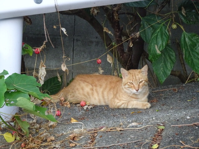 与那国久部良の猫