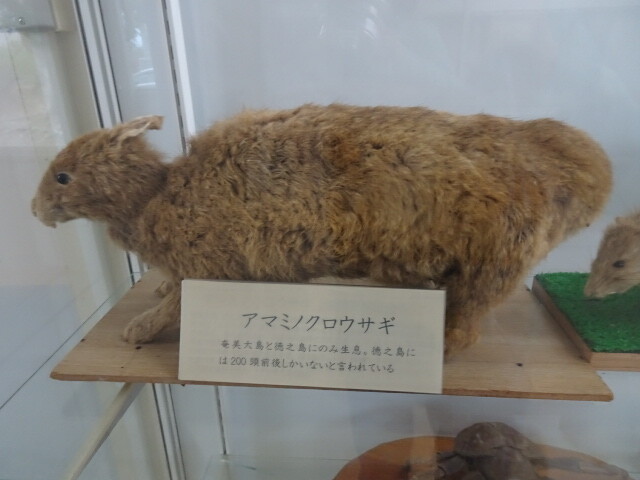 アマミノクロウサギ