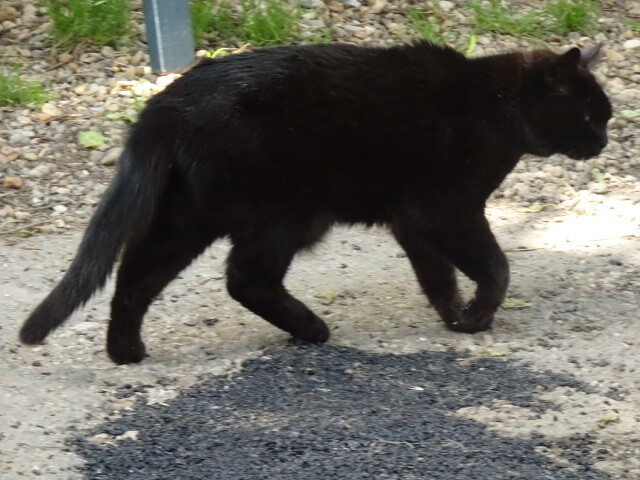 ボス猫 (2)