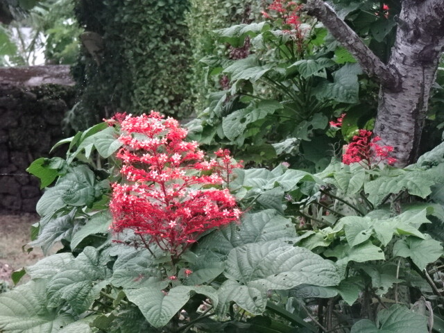 仏塔の花