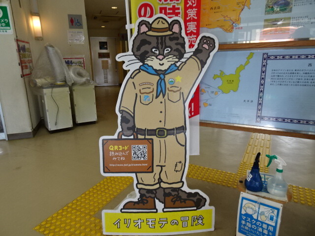 西表猫