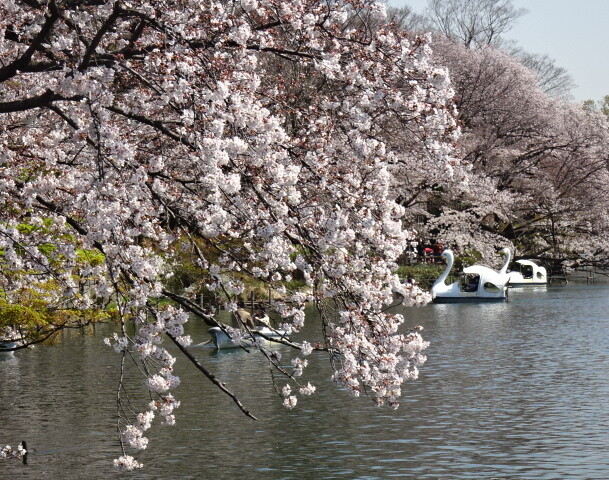 井の頭公園