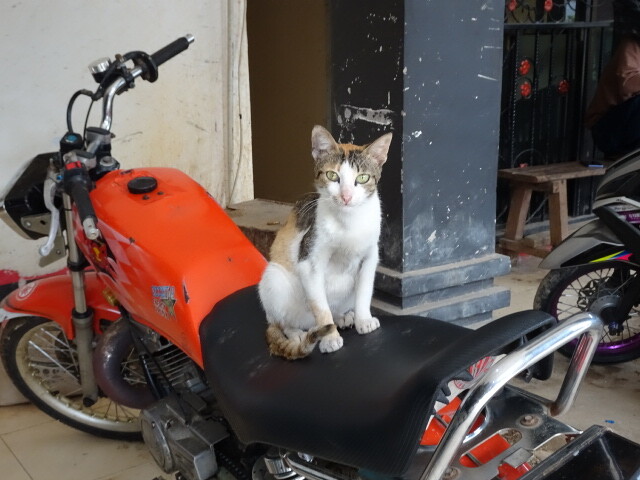 ケテケスの猫 (1)