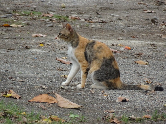 ディリ大聖堂の猫 (5)
