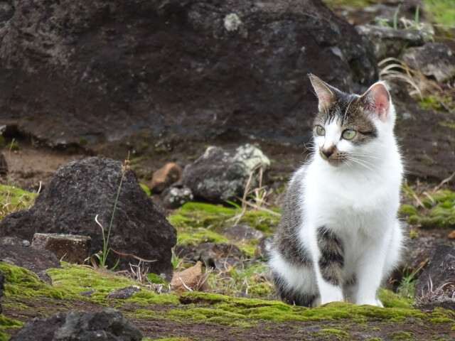 ひんぎゃのねこ