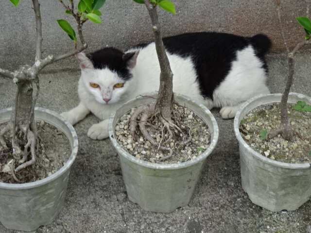 三島村を旅する 竹島で出会った猫達 : 好きなもの・・・猫と旅と・・・