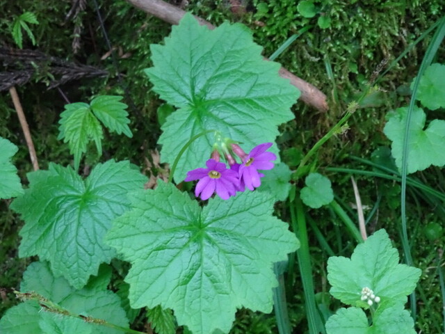 カッコソウ (1)