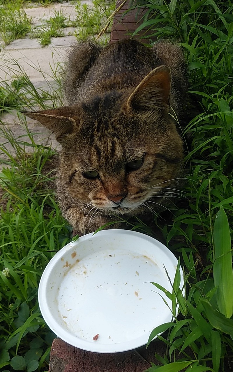 公園の猫トラ そんな顔しないで・・・ : 好きなもの・・・猫と旅と・・・