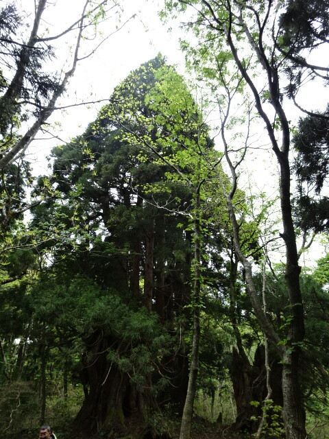 金剛杉 (2)