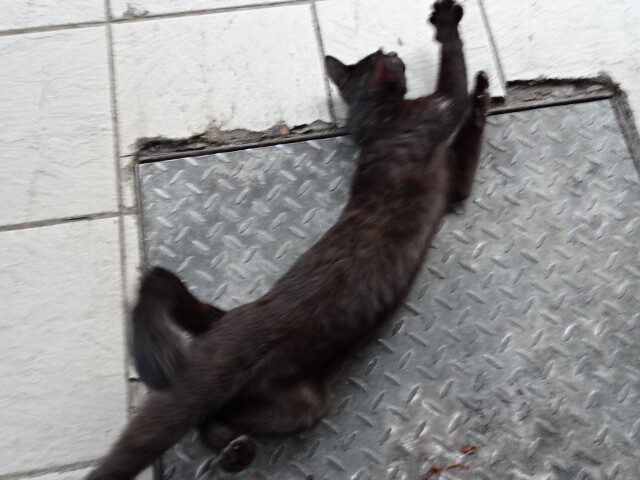 ナイトマーケットの猫 (1)