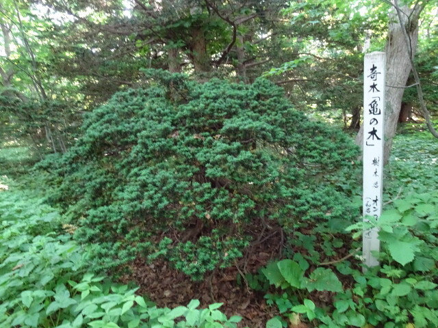 DSC02314