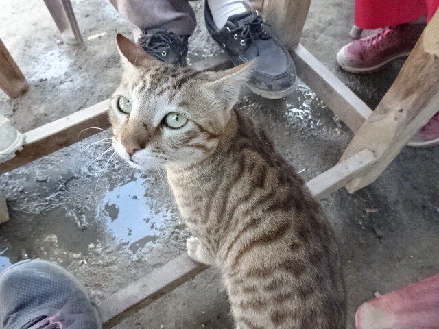 食堂の猫