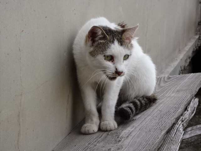 真鍋島の猫 (1)