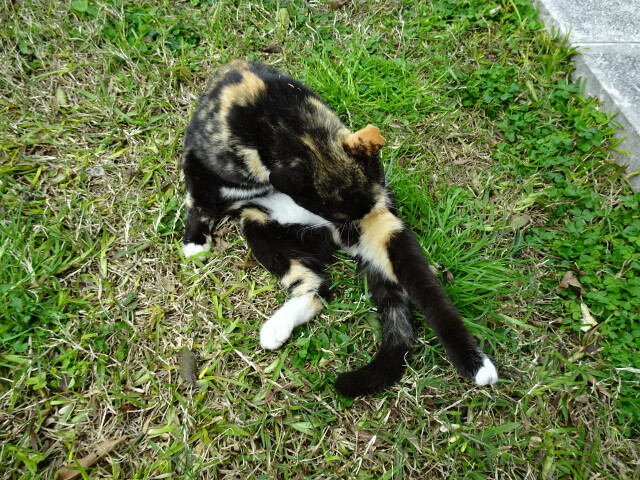 サヴォカの猫 (3)