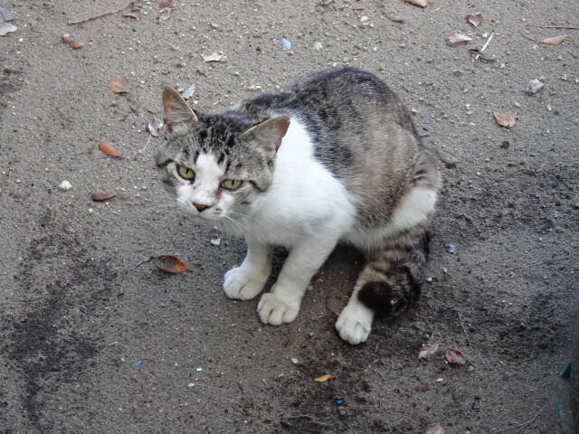 大久喜の猫