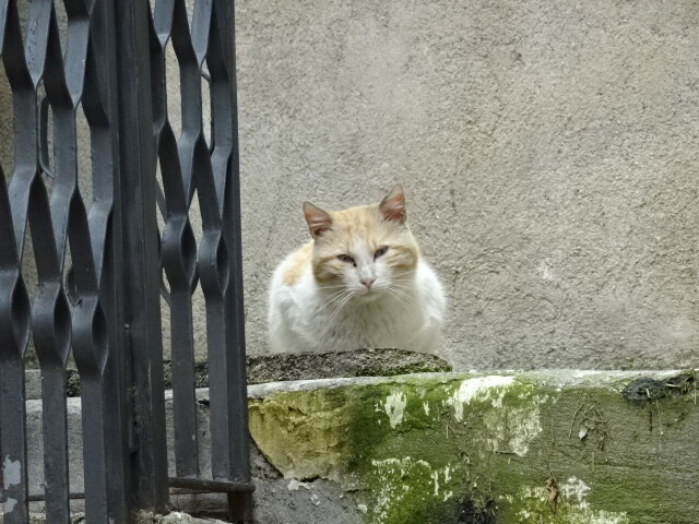 モラーノカラブロの猫 (8)