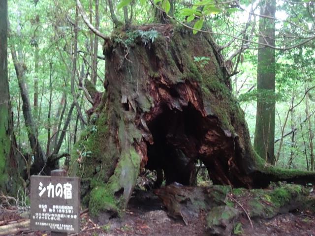 鹿の宿