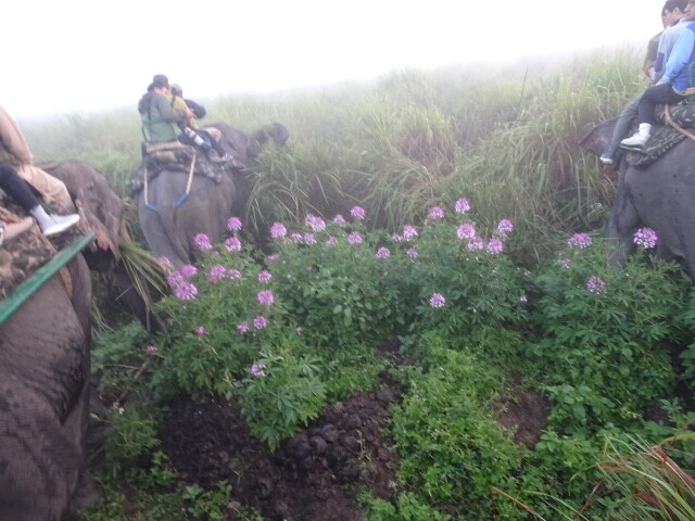 花