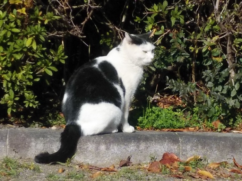市政資料館の猫２０２０