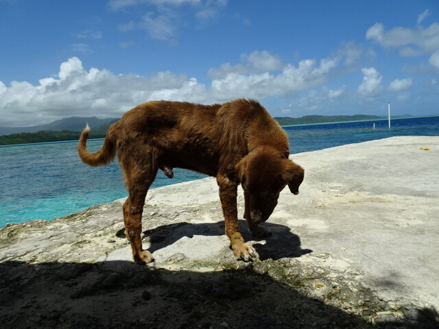 島にいる犬