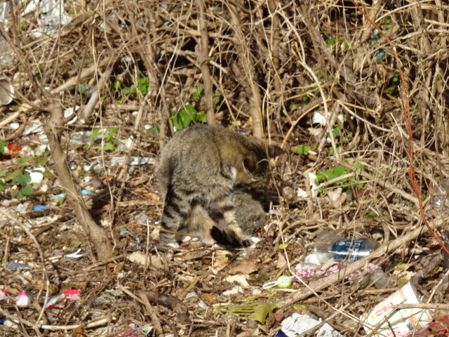 津堅島の猫 (1)