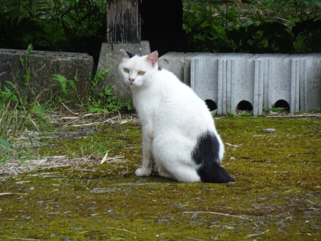 サバと兄弟？