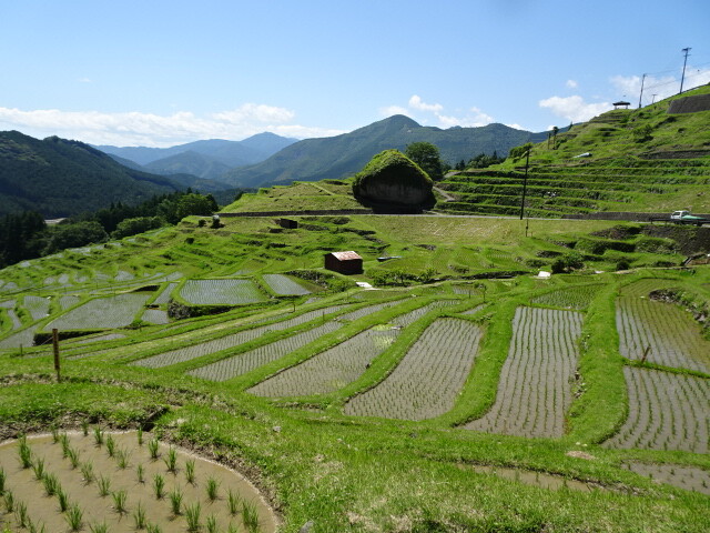 丸山千枚田 (1)