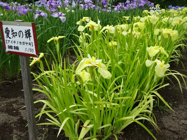 変わった色の花しょうぶ