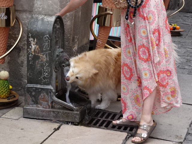 犬の水飲み場に