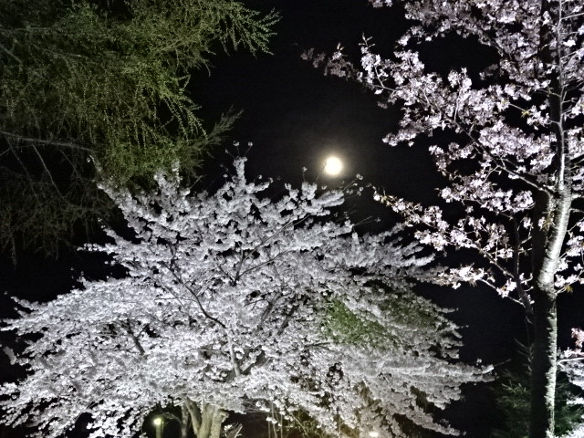 イメージ 11
