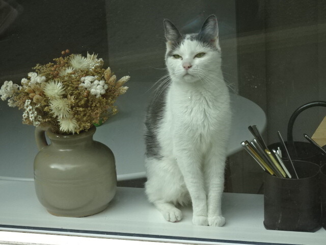 ノルソイ島の猫 (1)