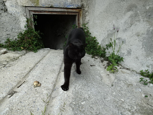 モラーノカラブロの猫 (7)