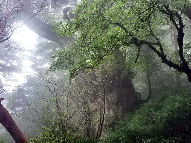 縄文杉３