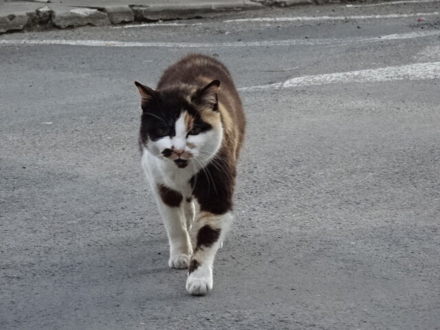 いい面してるね