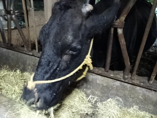 ガイドさんの飼っている牛