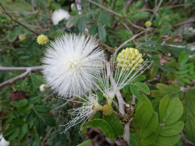 何の花？