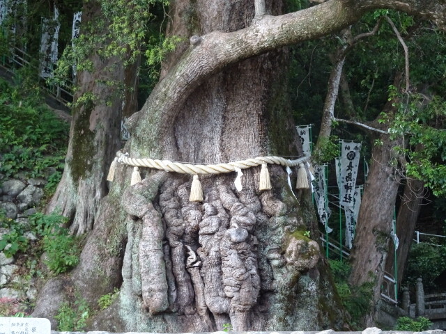 樹齢850年ともいわれる大楠
