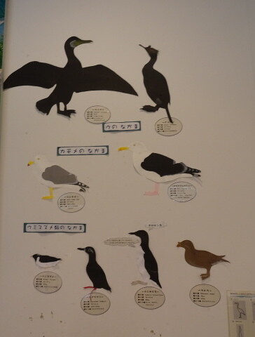天売に生息している海鳥