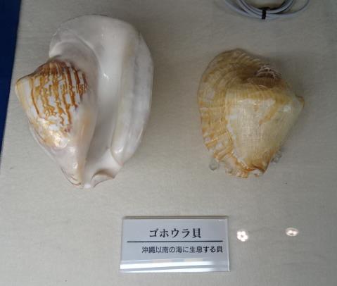 材料の貝