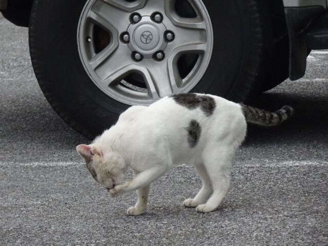 パイナガマ公園の猫
