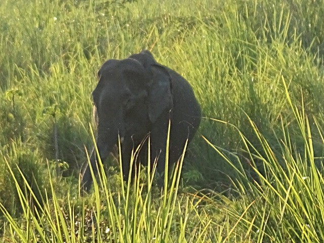インド象 (1)